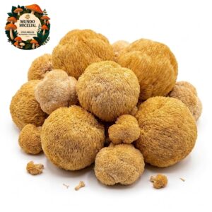 juba de leao catalogo Cogumelo Juba de Leão (Hericium Erinaceus)