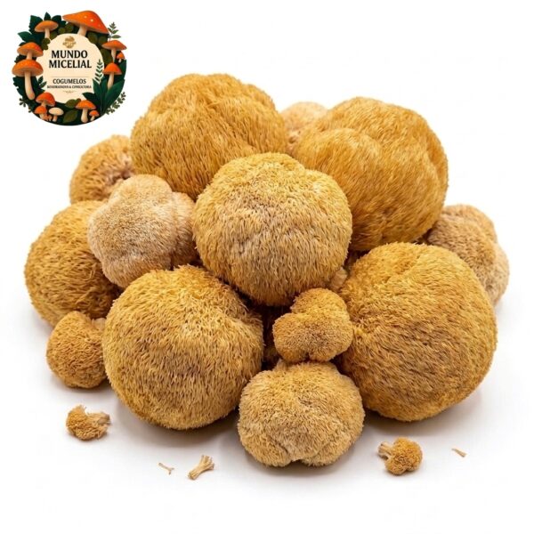 Cogumelo Juba de Leão (Hericium Erinaceus)