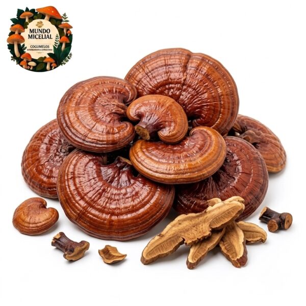 Cogumelo Reishi (Ganoderma lucidum) Desidratado